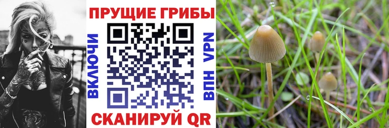 Галлюциногенные грибы MAGIC MUSHROOMS  где можно купить   Сосенский 